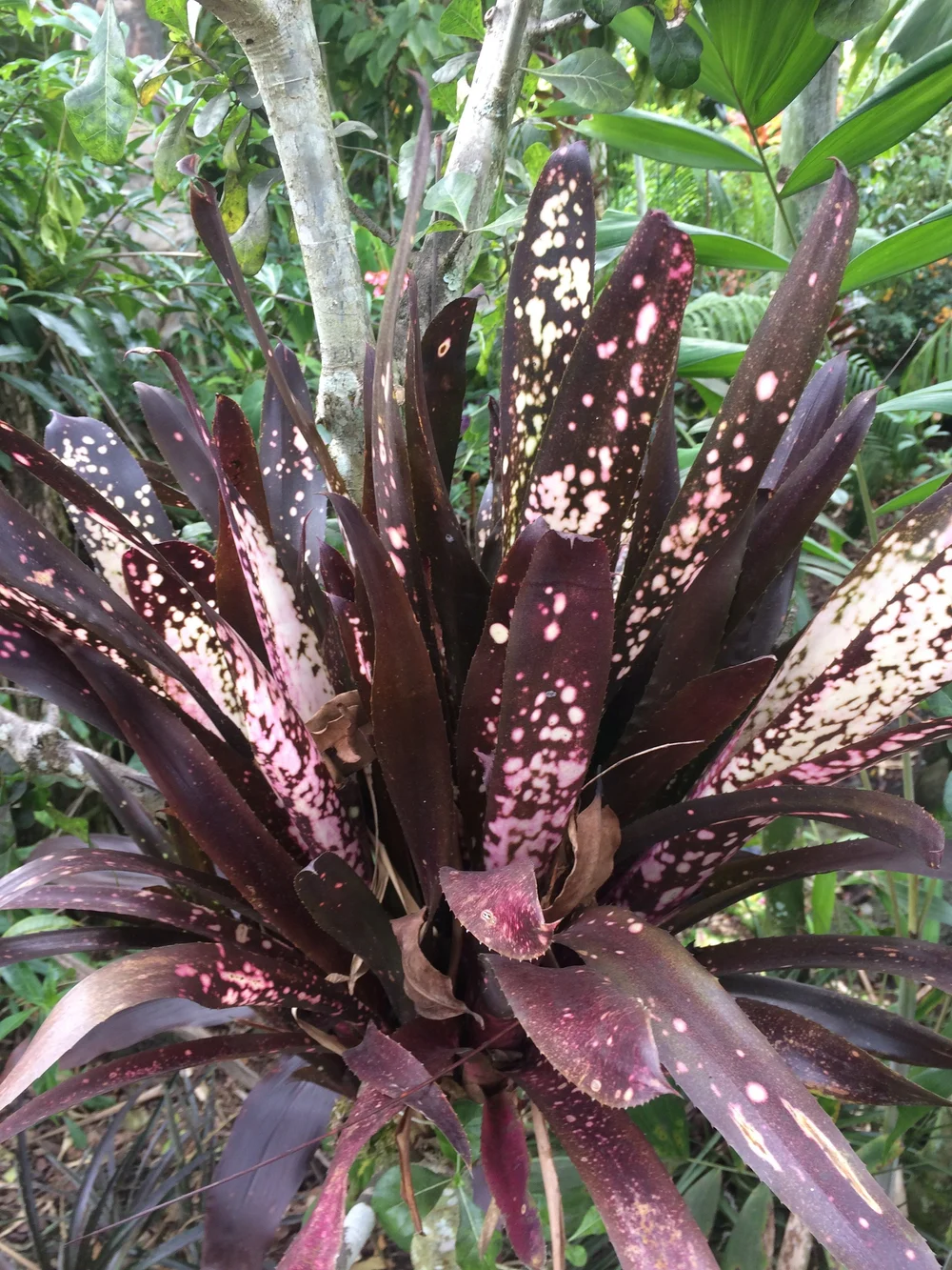 Billbergia 'Hallelujah' — Vintage Green Farms with Tom Piergrossi